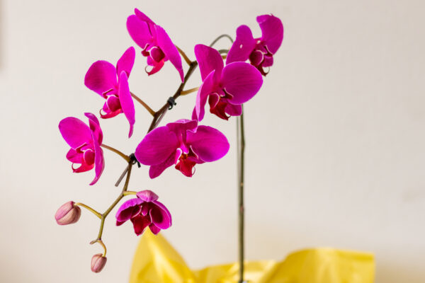 Orquídea Phalaenopsis - Image 2