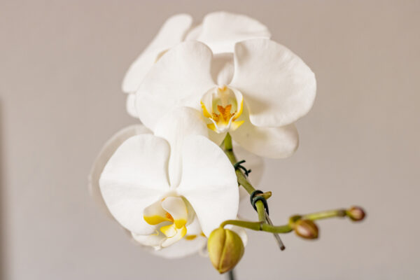 Orquídea Phalaenopsis