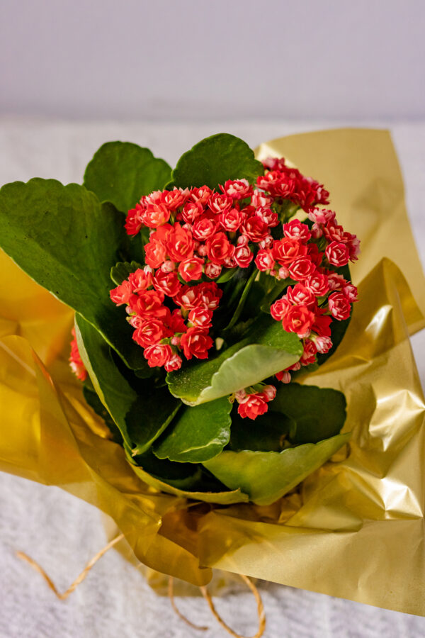 Kalanchoe